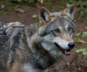 Loup.jpg