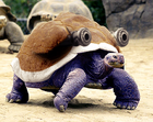 Real Blastoise by MichaelSchumacher5