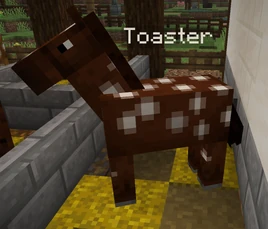 An image of Toaster