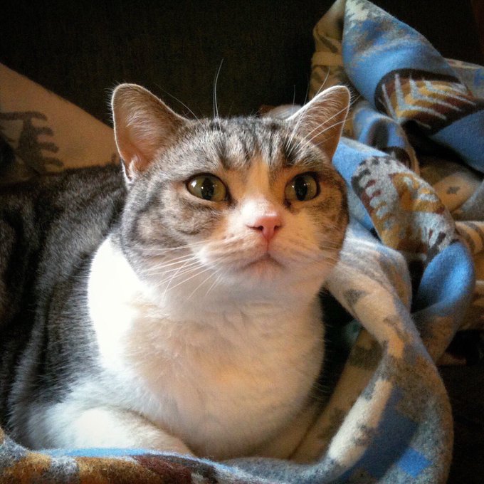 джелли кошка в майнкрафт