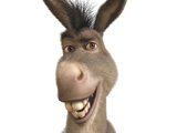 Burro