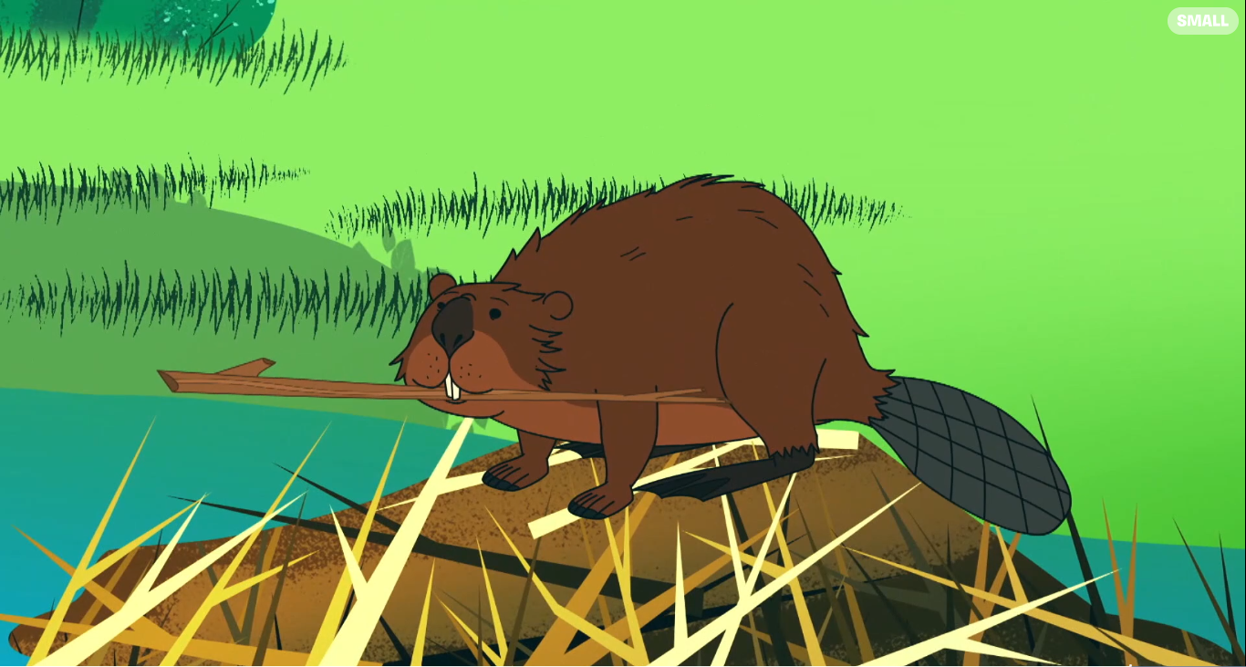 eager book on beavers eager book on beavers