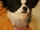 Ali (Beverly Hills Chihuahua)