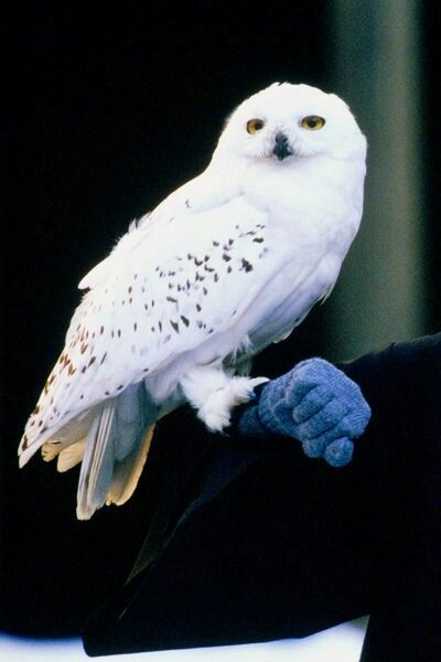 Hedwig, Harry Potter Wiki