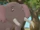 Ma Tembo