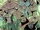 Reavers (Marvel)