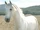 Shadowfax