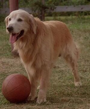 Shadow Homeward Bound Heroes and Villains Wiki Fandom