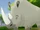 Kifaru