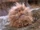 Fizzgig