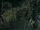 Ents