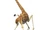 Melman (Madagascar)
