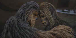 Wookiees