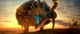 The Echidna