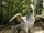 Buckbeak