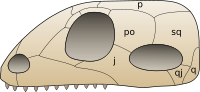 Synapsid skull.png