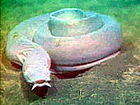 A pacific hagfish.jpg