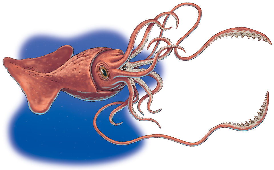 Colossal squid, Heroes and Villains Fight Club Wiki
