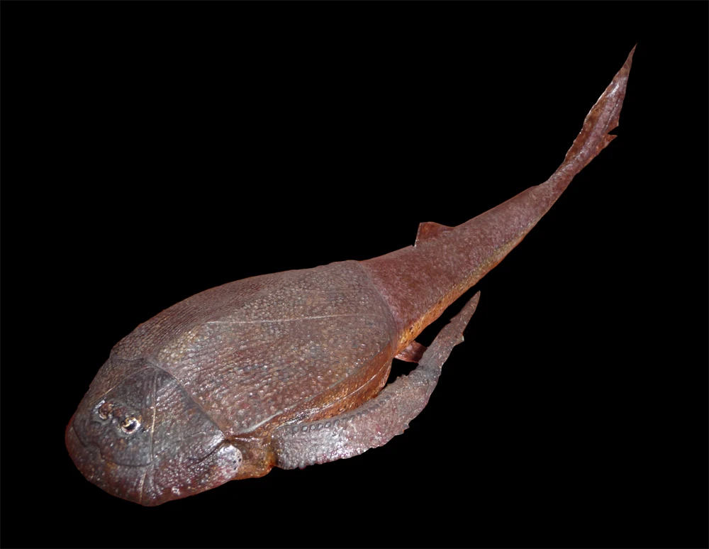 Placodermi | Heroes and Villains Fight Club Wiki | Fandom