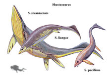 Three species of Shastasaurus