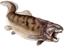 Dunkleosteus terreli