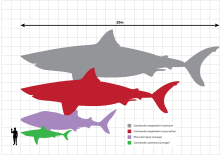 Megalodon size.png