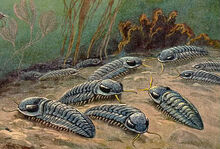 Trilobites in the bottom of the ocean.jpg