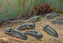 Trilobites in the bottom of the ocean