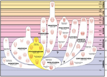 Trilobite lineage