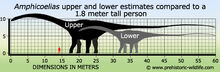 Amphicoelias-size