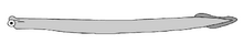 A conodont.png