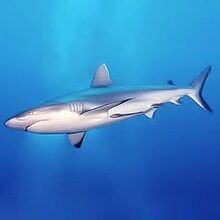 Grey reef shark.jpg
