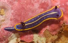 Hypselodoris midatlantica moroccojpg.jpg