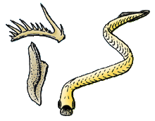 Conodonts.gif