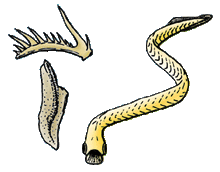 Conodonts