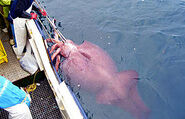Colossal squid caught in February 2007