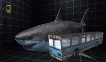 Megalodon compared to a bus