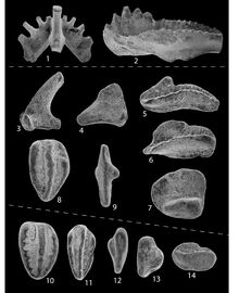 Conodont elements from the Deer Valley Member of the Mauch Chunk Formation.jpg