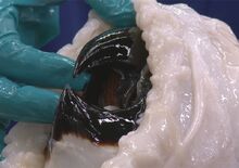 Colossal squid beak