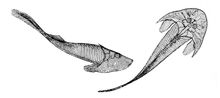 Two Cephalaspsis lyellii.jpg