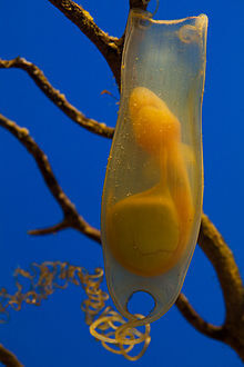 Shark egg.jpg