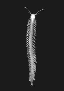 Speleonectes tanumekes unlabeled.png