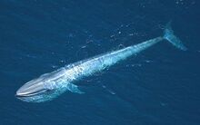 Blue Whale.jpg