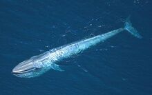 Blue Whale