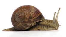 Grapevine snail.jpg