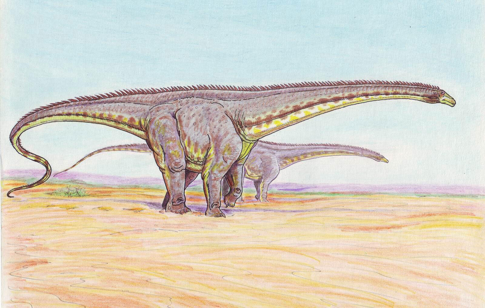 Diplodocus longus.jpg