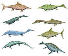 Ichthyosaurs