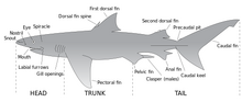 Parts of a shark.png