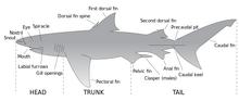 Parts of a shark