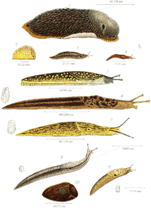Slugs 1896.png